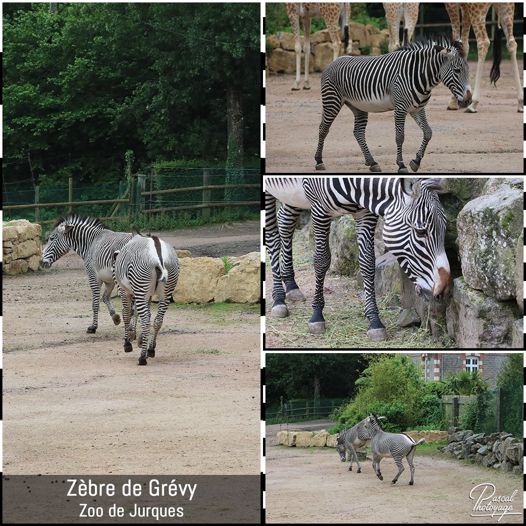 50693857_jurques_-_zebre_de_grevy_01_-_layout_67_1080x1080.jpg