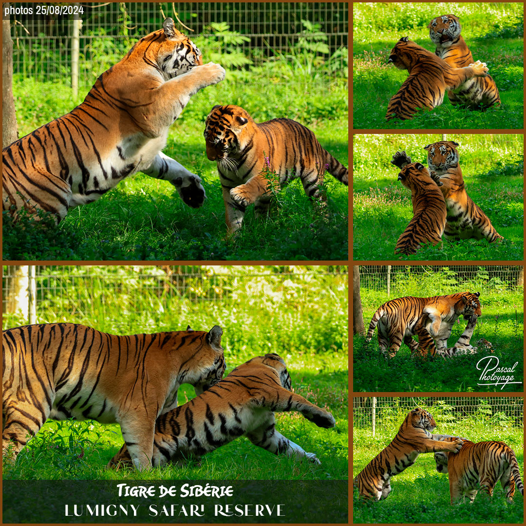 52800807_tigre_de_siberie_01_-_lumigny_safari_reserve_-_layout_64_1080x1080.jpg