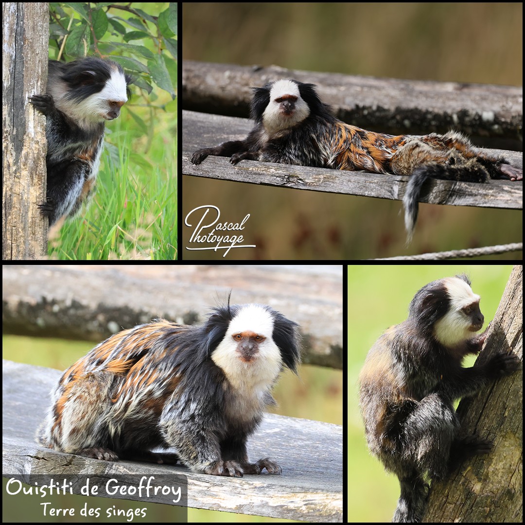 52822481_ouistiti_de_geoffroy_01_-_terre_des_singes_-_layout_09_1080x1080.jpg