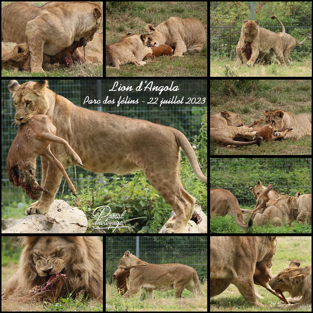 53589268_parc_des_felins_-_lion_d_angola_02_-_layout_46_1080x1080.jpg