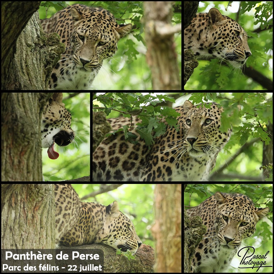 53709000_parc_des_felins_-_panthere_de_perse_01_-_layout_28_1080x1080.jpg