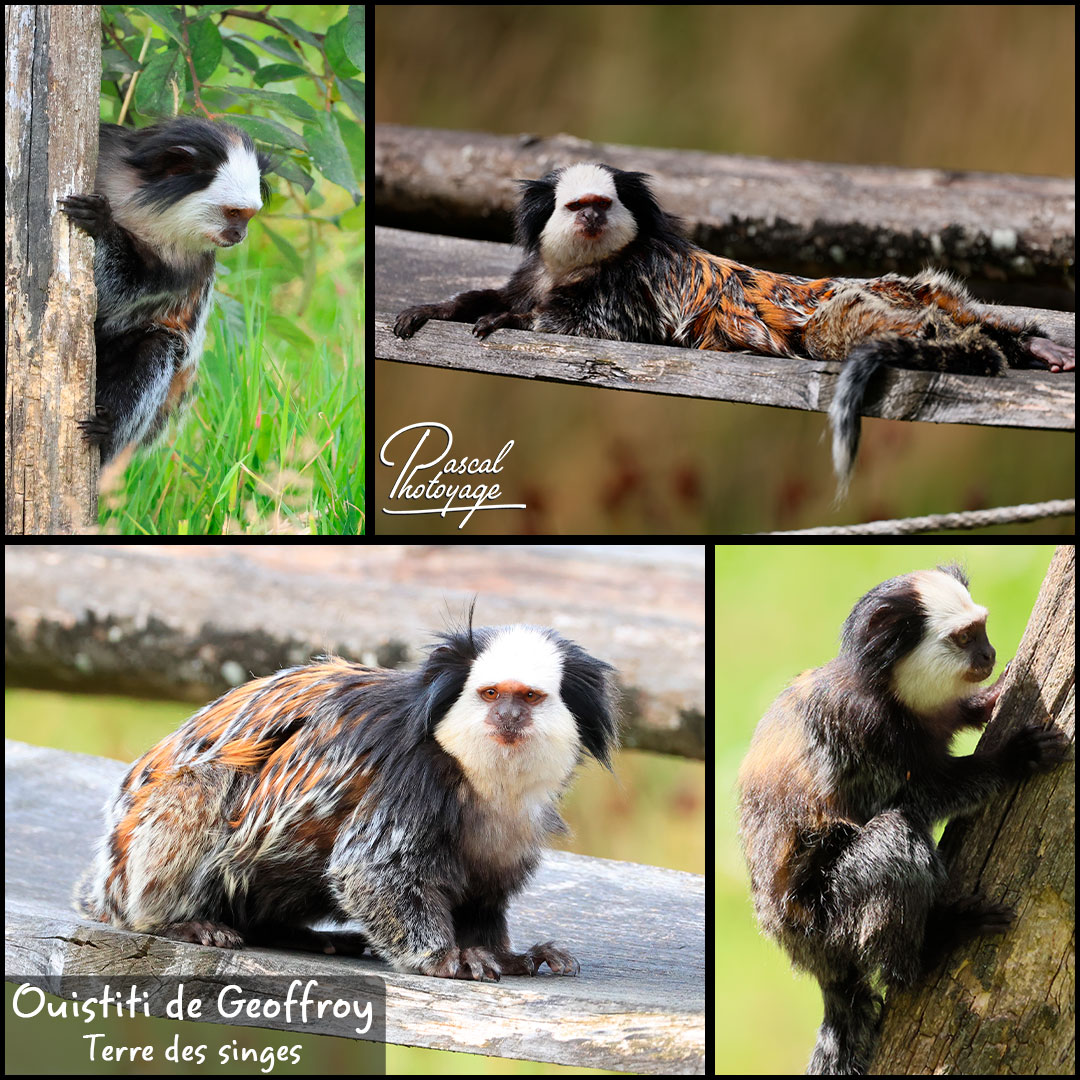 54287374_ouistiti_de_geffroy_01_-_terre_des_singes_-_layout_09_1080x1080.jpg