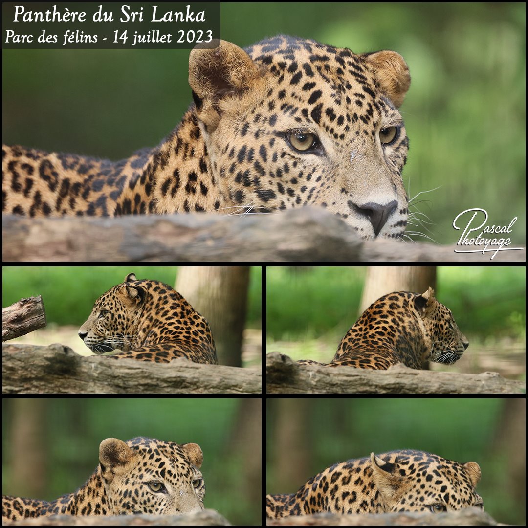 54672063_parc_des_felins_-_pantehre_du_sri_lanka_01_-_layout_56.jpg