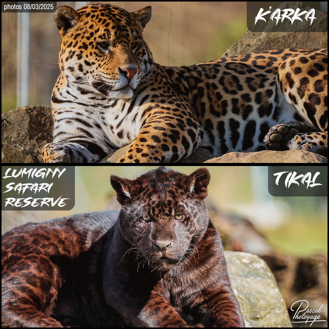 55604569_jaguar_karka_et_tikal_01_-_lumigny_safari_reserve_-_layout_52.jpg