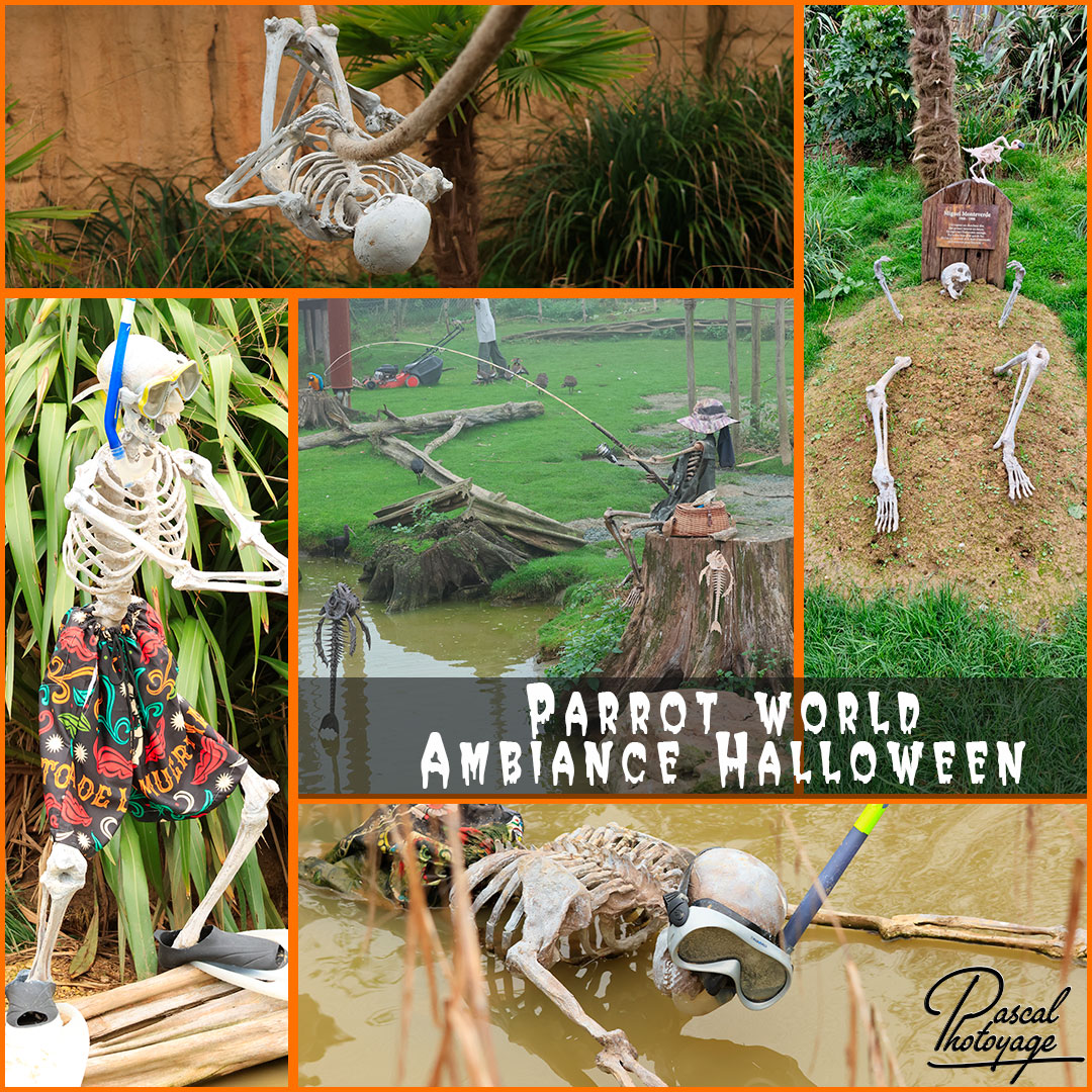 55932848_parrot_world_01_-_layout_14.jpg