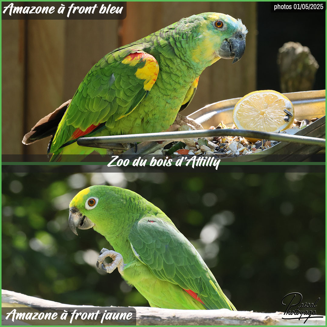 56750520_amazone_a_front_bleu_et_a_front_jaune_01_-_zoo_du_bois_d'attilly_-_layout_52.jpg