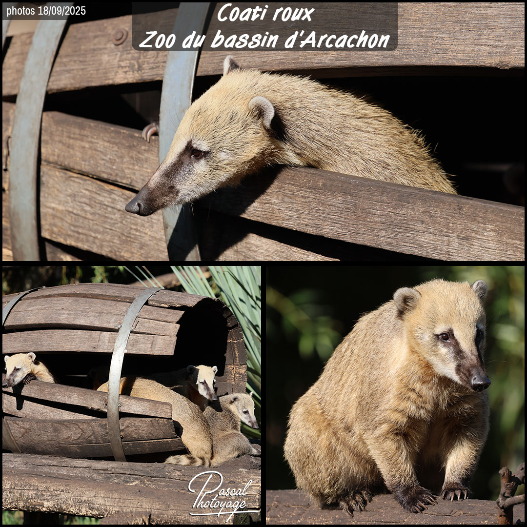 59923802_coati_roux_01_-_zoo_du_bassin_d_arcacon_-_layout_58_1080x1080.jpg