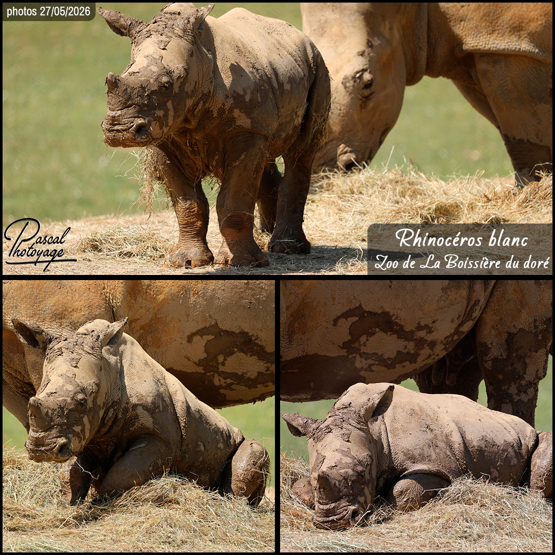59969879_rhinoceros_blanc_01_-_zoo_de_la_boissiere_du_dore_-_layout_58.jpg