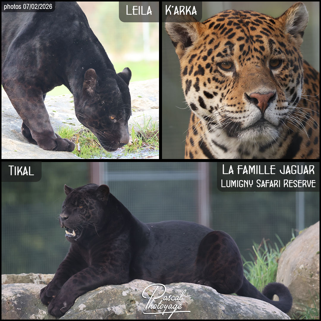 60040601_jaguar_famille_01_-_lumigny_safari_reserve_-_layout_59_1080x1080.jpg