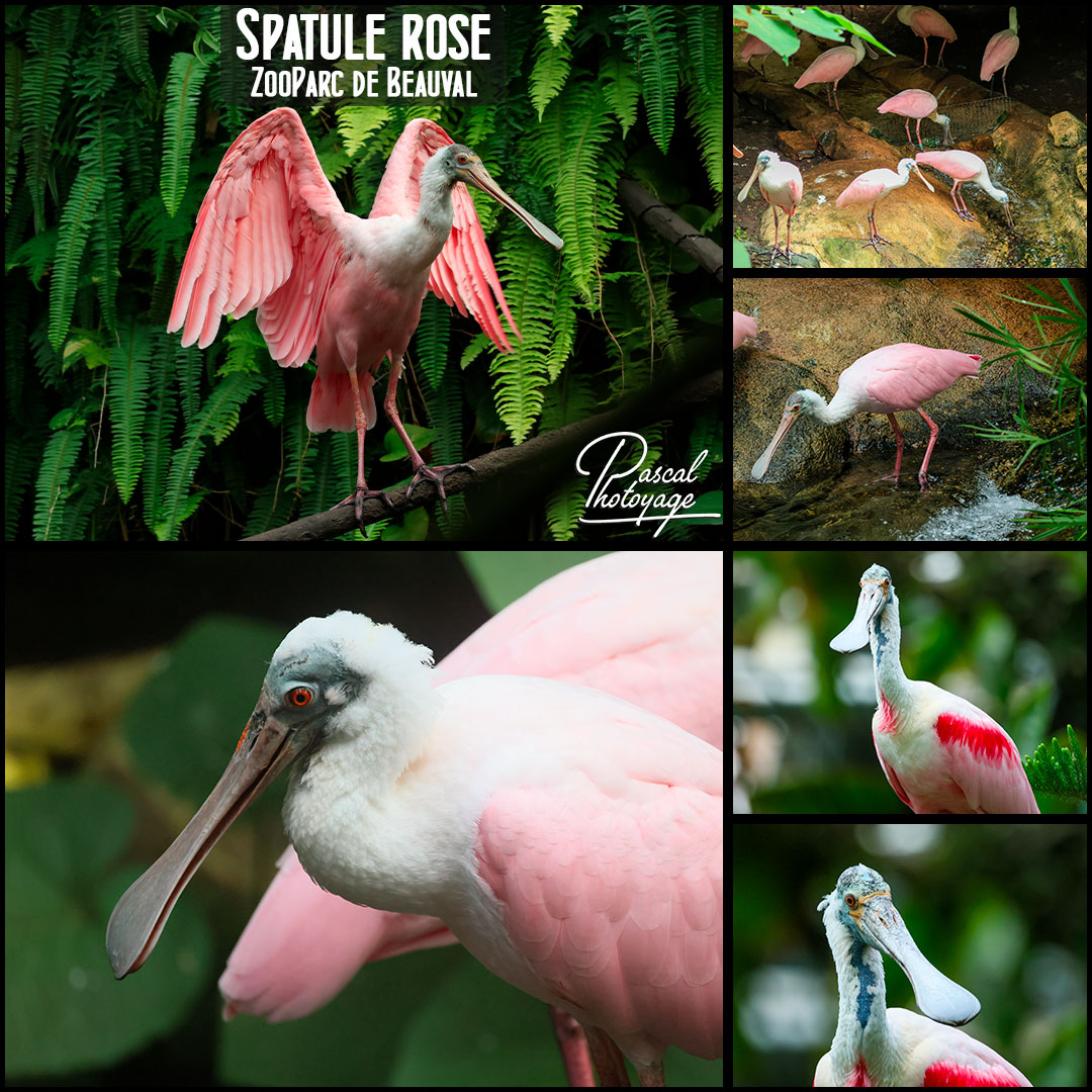60330793_spatule_rose_01_-_zooparc_de_beauval_-_layout_64_1080x1080.jpg