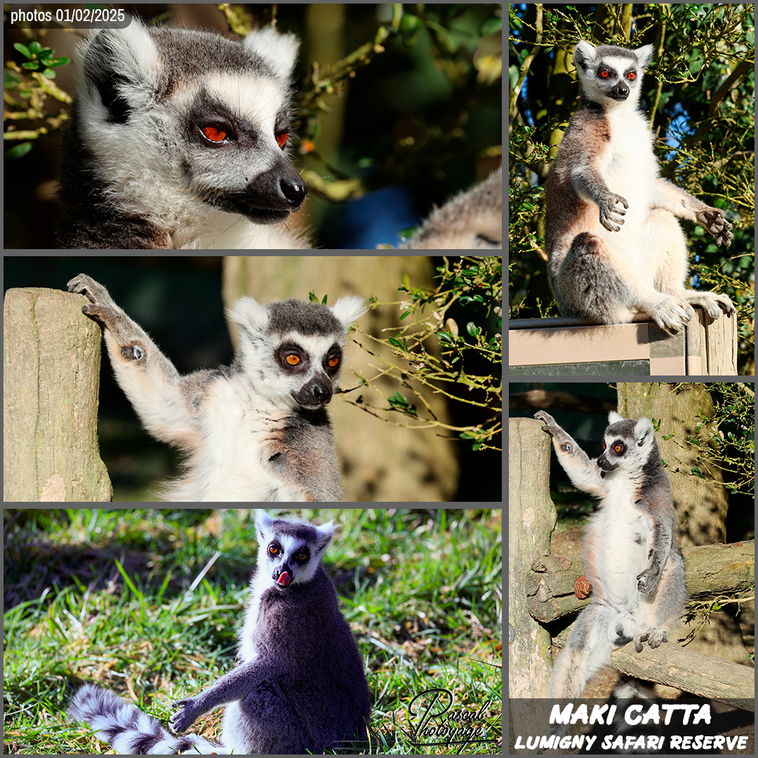 61237589_maki_catta_01_-_lumigny_safari_reserve_-_layout_19_1080x1080.jpg