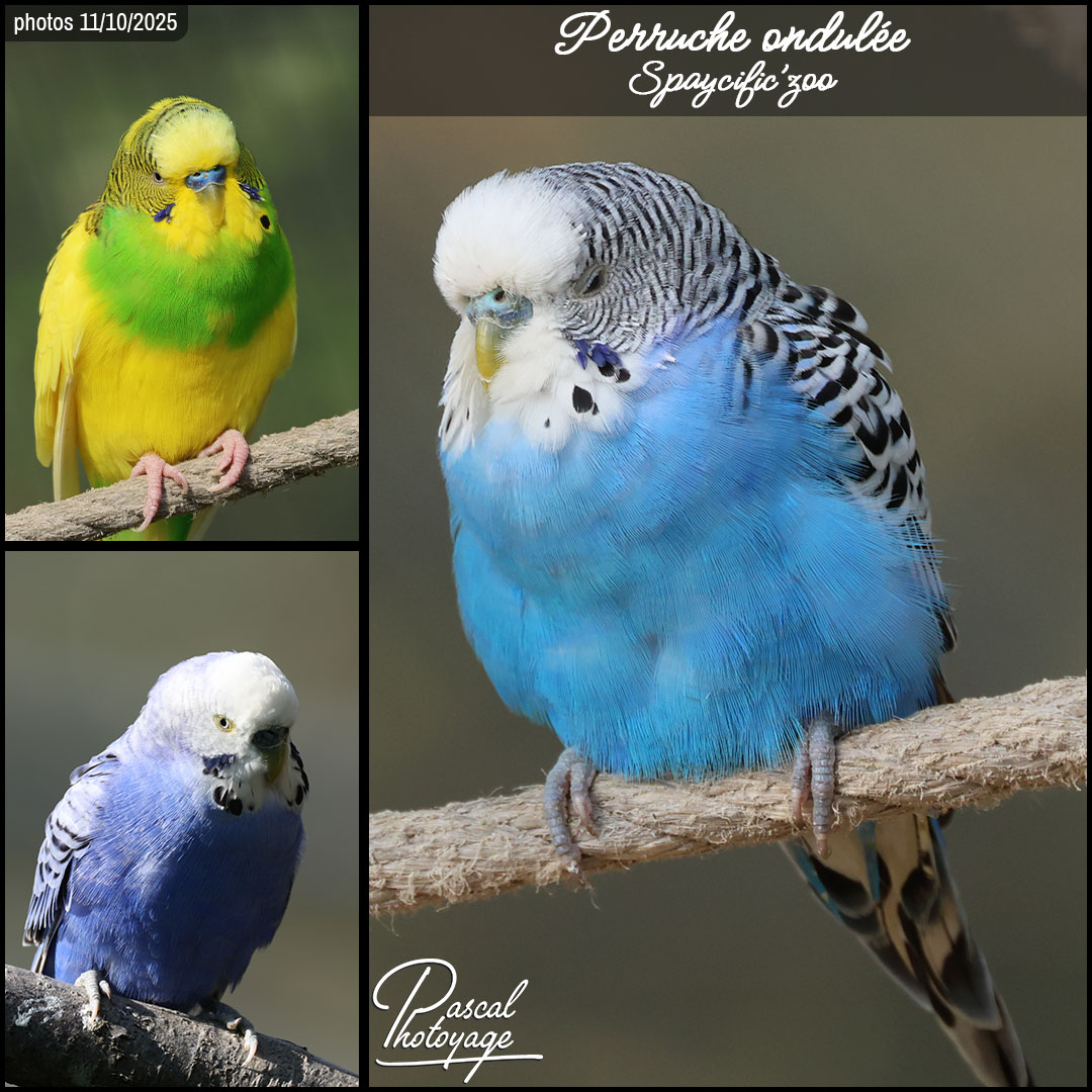 62445895_perruche_ondulee_01_-_spaycific_zoo_-_layout_61_1080x1080.jpg