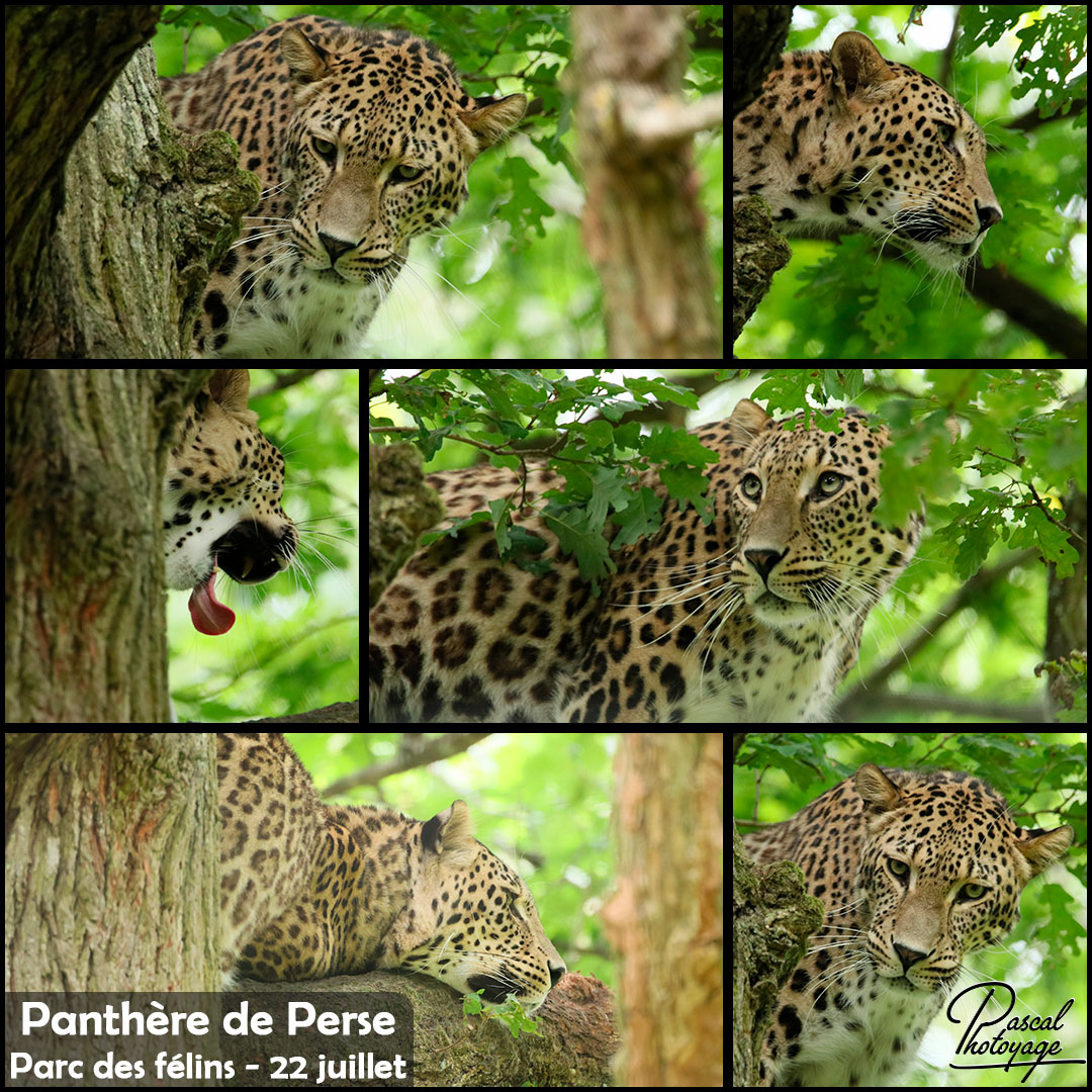 63496868_parc_des_felins_-_panthere_de_perse_01_-_layout_28_1080x1080.jpg
