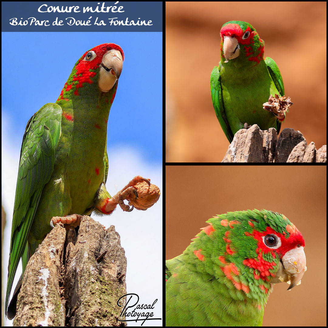 63925987_conure_mitree_01_-_bioparc_doue_la_fontaine_-_layout_68_1080x1080.jpg