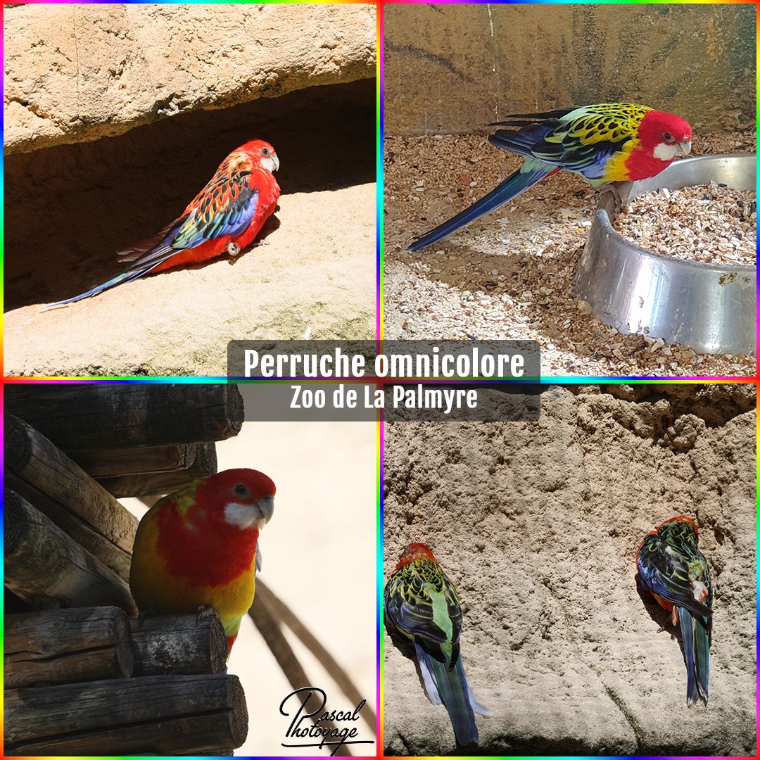 64756617_la_palmyre_-_perruche_omnicolore_01_-_layout_57.jpg