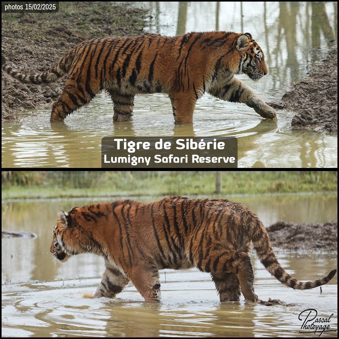 65318284_tigre_de_siberie_01_-_lumigny_safari_reserve_-_layout_52_1080x1080.jpg
