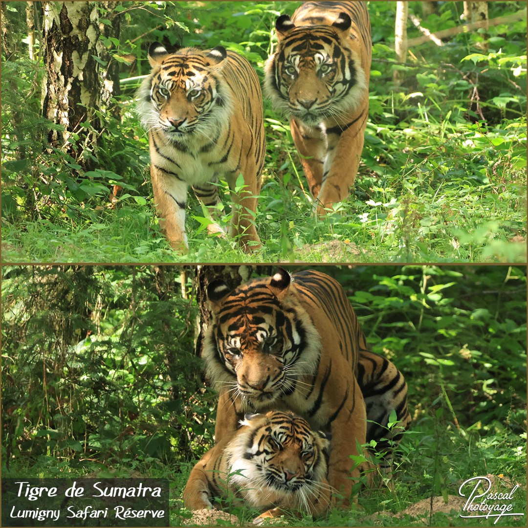 65564554_tigre_de_sumatra_01_-_lumigny_safari_reserve_-_layout_52_1080x1080.jpg