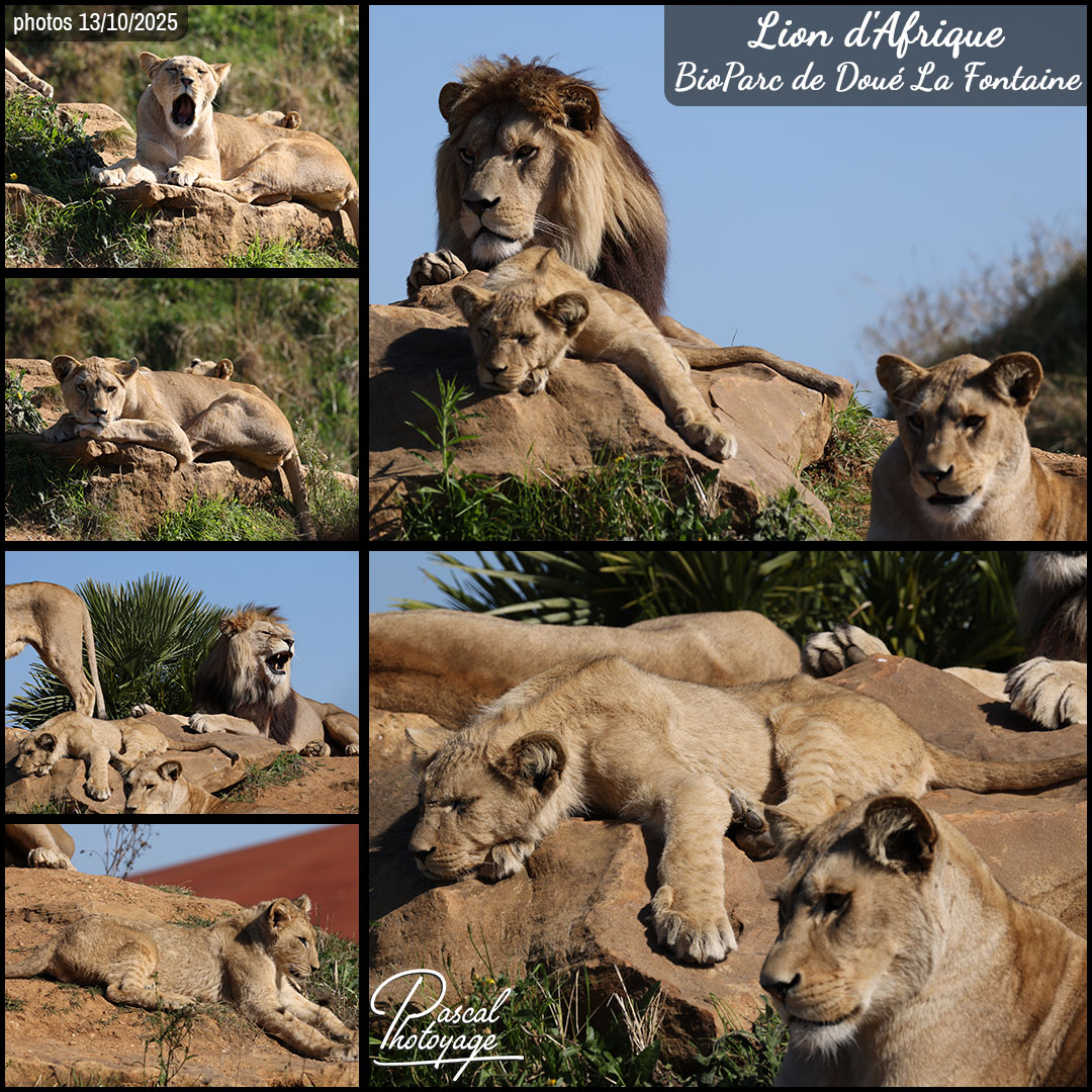 65670038_lion_d'afrique_01_-_bioparc_de_doue_la_fontaine_-_layout_65.jpg