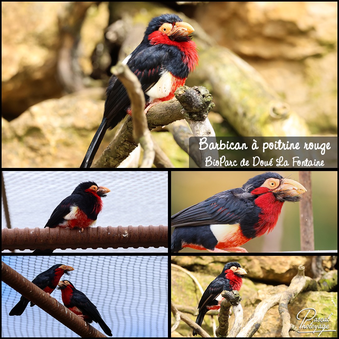 66624564_barbican_a_potirne_rouge_01_-_bioparc_de_doue_la_fontaine_-_layout_56_1080x1080.jpg