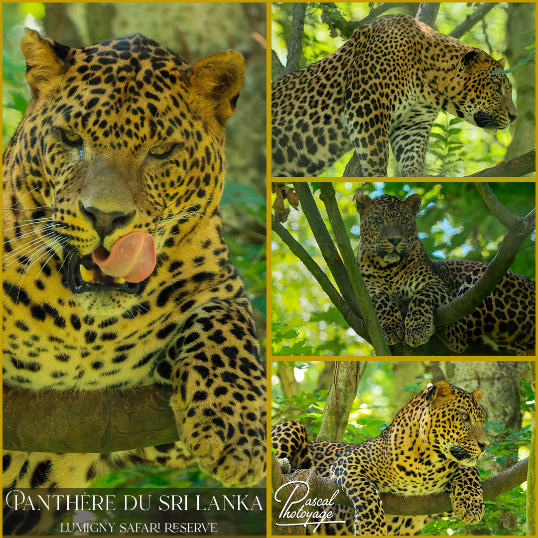 67041276_panthere_du_sri_lanka_01_-_lumigny_safari_reserve_-_layout_67.jpg