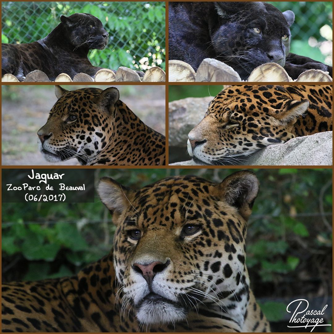 67266769_beauval_-_jaguar_01_-_layout_55_1080x1080.jpg