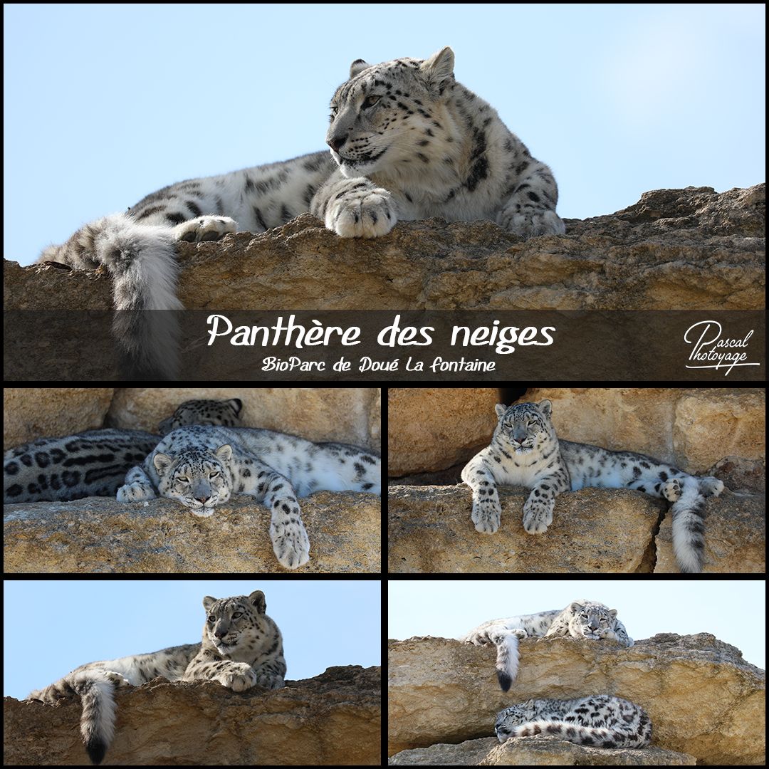 67847550_bioparc_doue_la_fontaine_-_panthere_des_neiges_01_-_layout_56.jpg