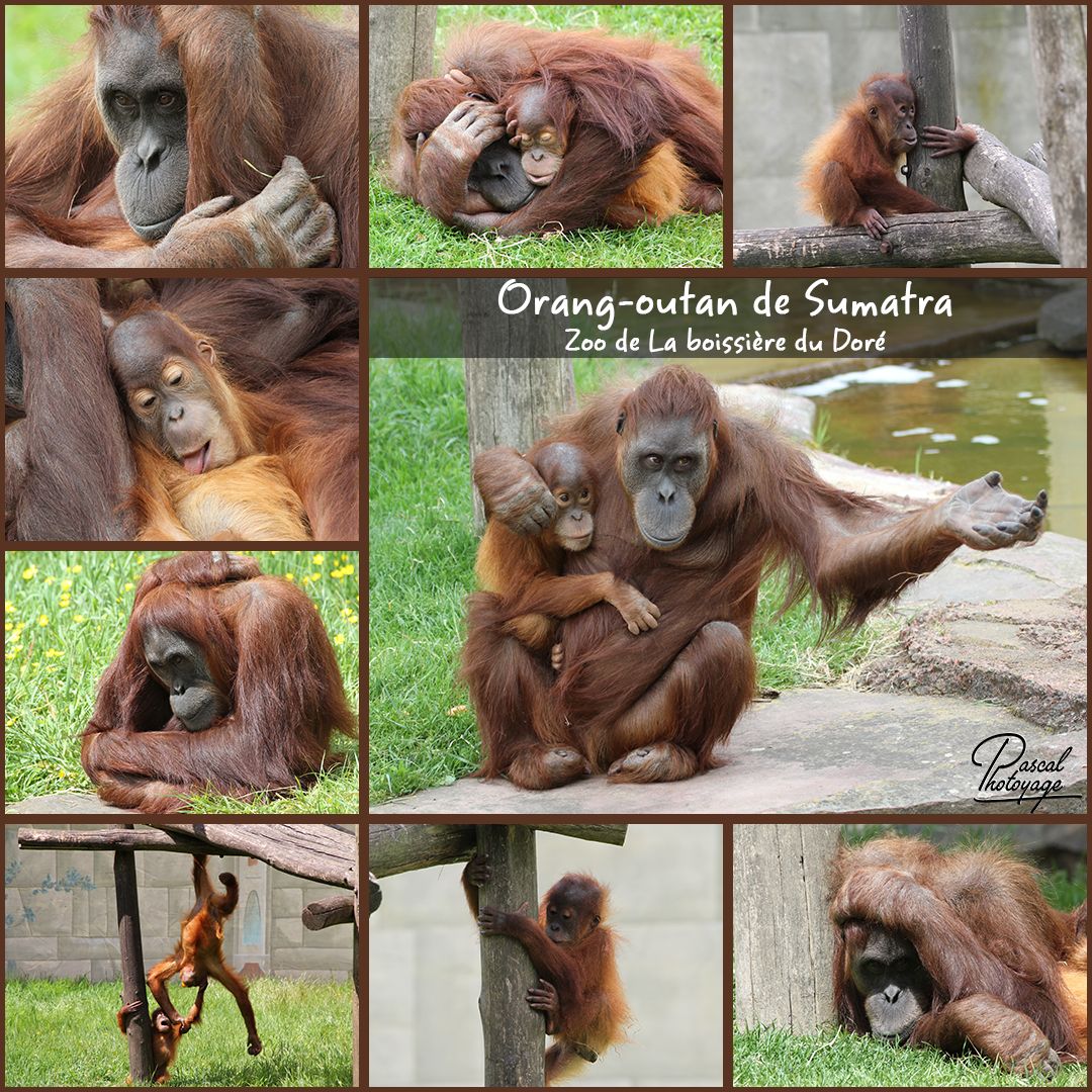 68445971_la_boissiere_du_dore_-_orang-outan_sumatra_01_-_layout_47_bis.jpg