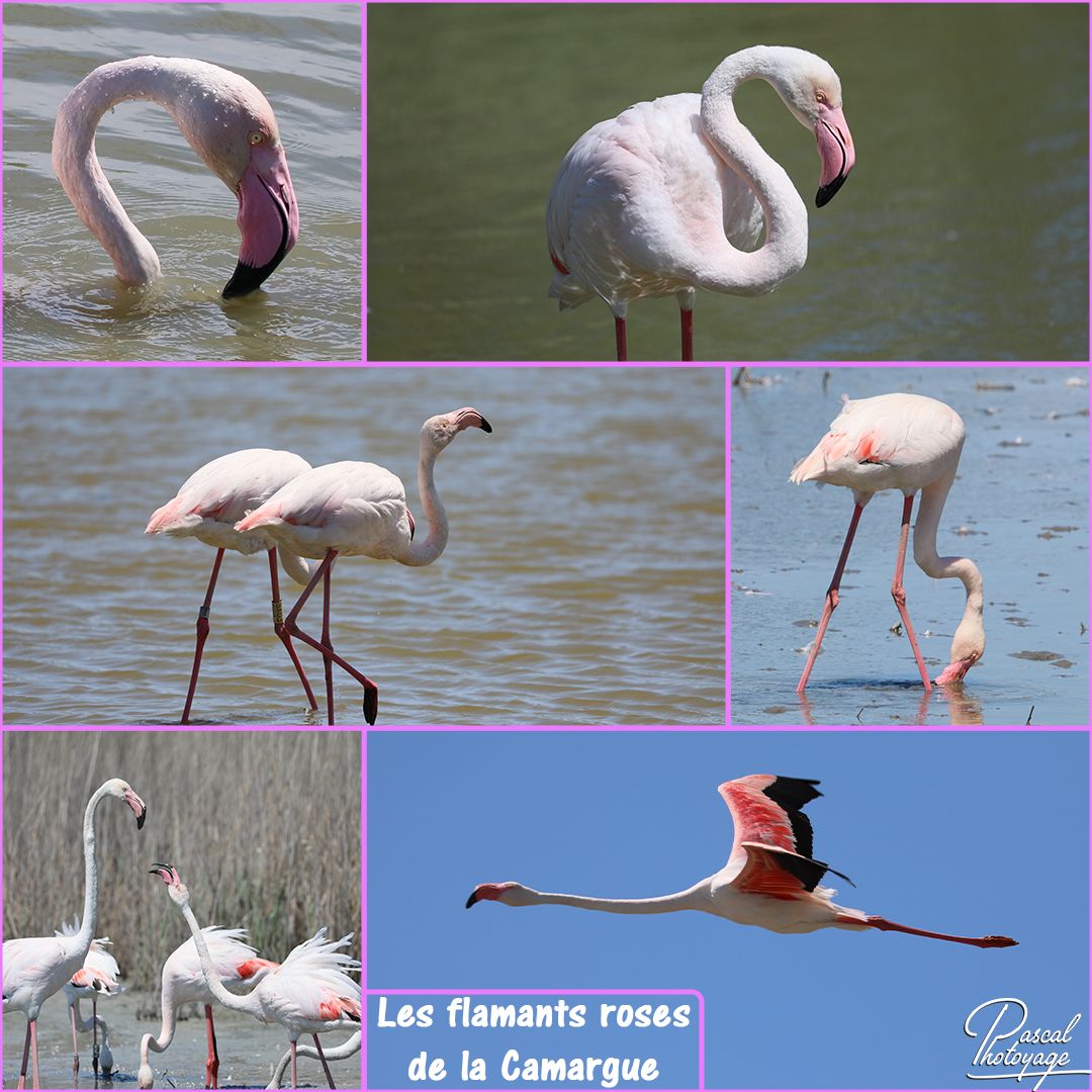 68638053_flamant_rose_01_-_layout_29_1080x1080.jpg