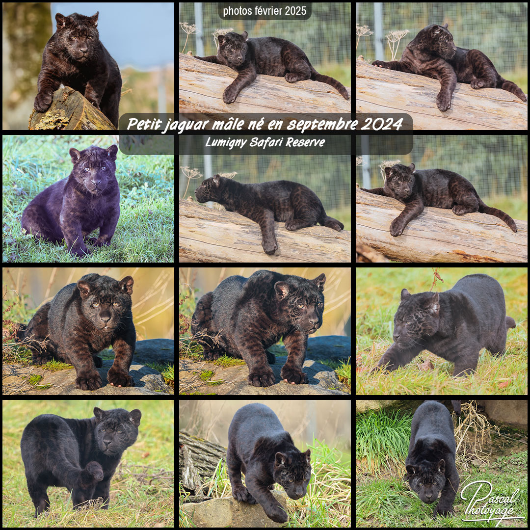 69741712_jaguar_noir_01_-_lumigny_safari_reserve_-_layout_63_1080x1080.jpg