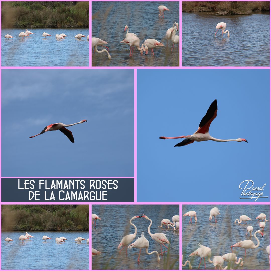 70318261_camargue_01_-_layout_34_1080x1080.jpg