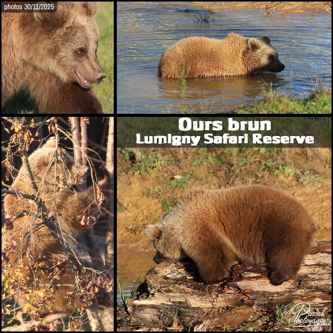 70353288_ours_brun_01_-_lumigny_safari_reserve_-_layout_05_1080x1080.jpg
