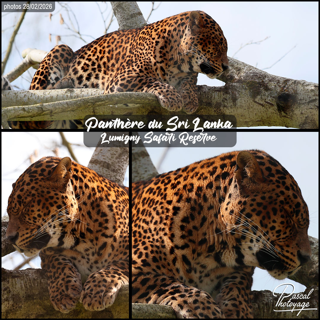 70586337_panthere_du_sri_lanka_01_-_lumigny_safari_reserve_-_layout_03.jpg