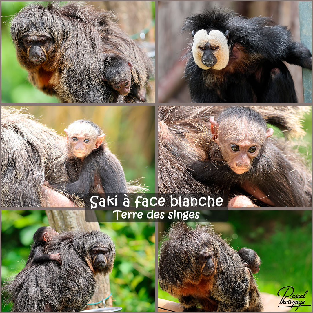 70868380_saki_a_face_blanche_01_-_terre_des_singes_-_layout_71.jpg