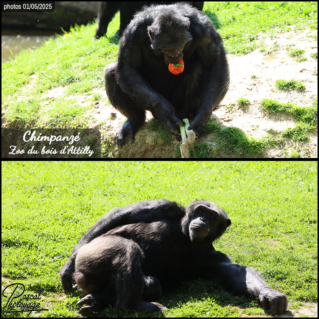 71295034_chimpanze_01_-_zoo_du_bois_d_attilly_-_layout_52_1080x1080.jpg
