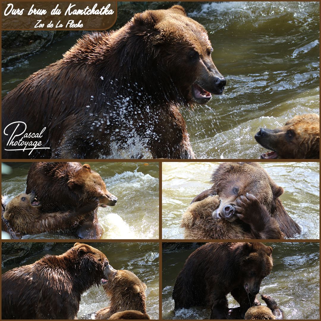 71330928_ours_du_kamtchatka_-_la_fleche_-_layout_56_1080x1080.jpg