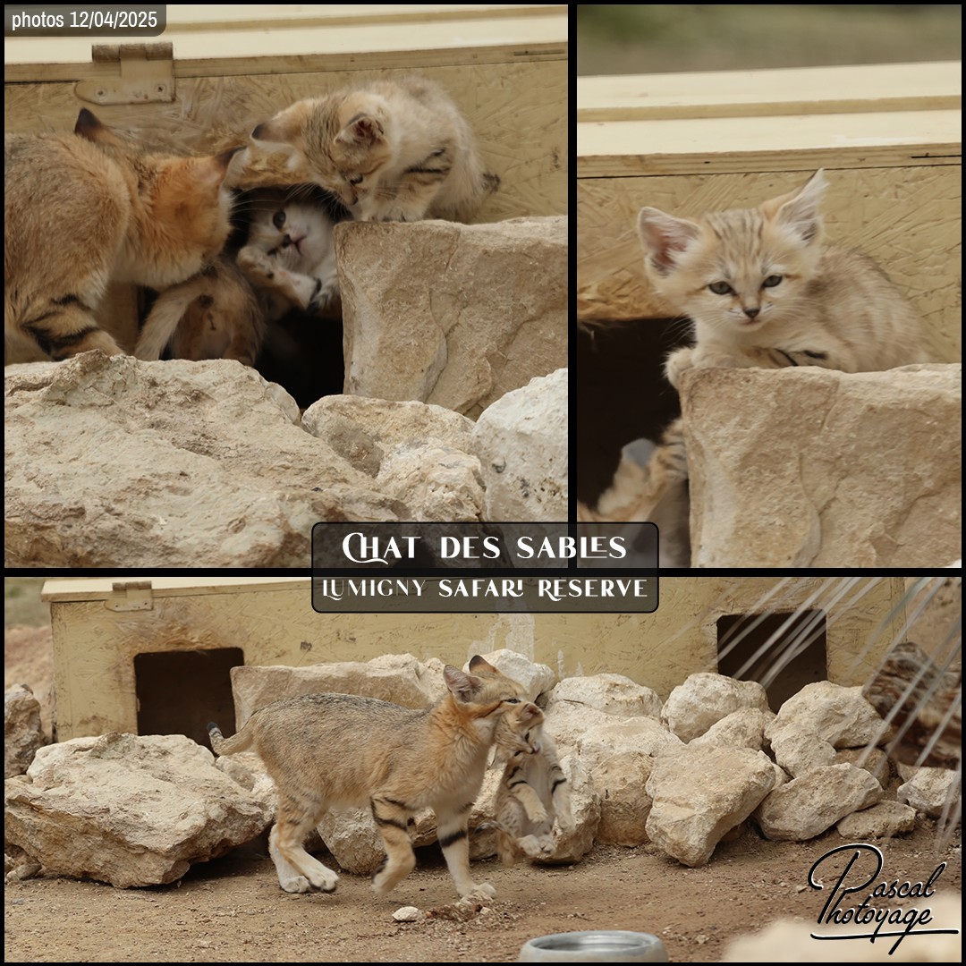 72090123_chat_des_sables_02_-_lumigny_safari_reserve_-_layout_01_1080x1080.jpg