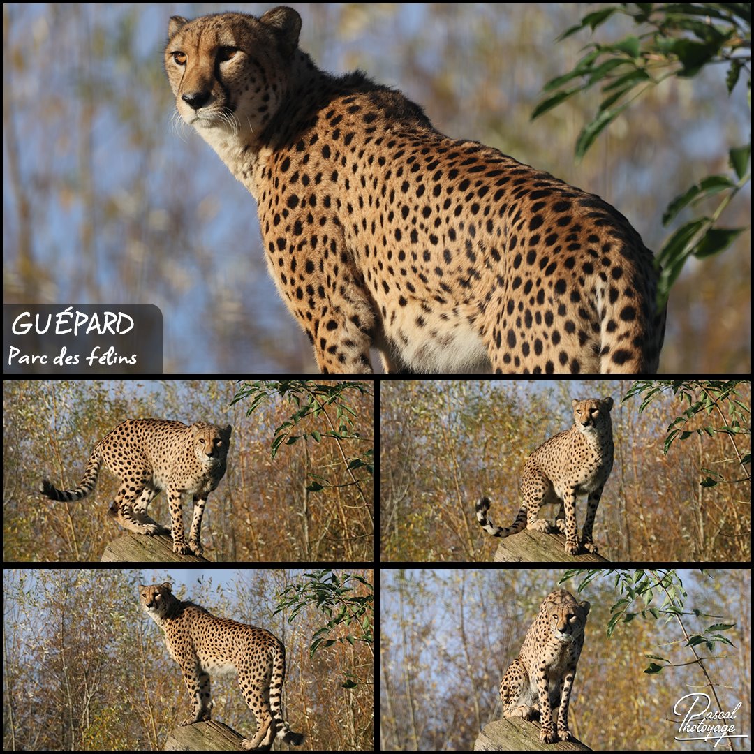 72667868_guepard_01_-_parc_des_felins_-_layout_56_1080x1080.jpg