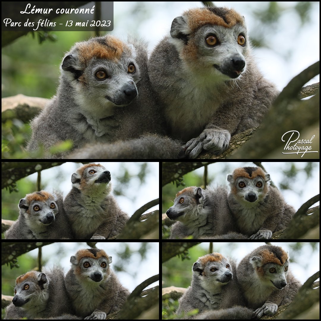 73323359_parc_des_felins_-_lemur_couronne_01_-_layout_56_1080x1080.jpg