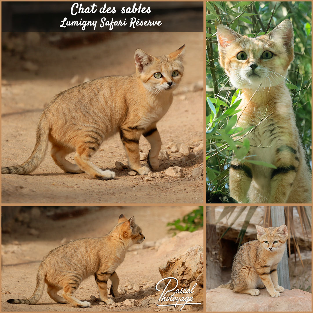 73429937_chat_des_sable_01_-_lumigny_safari_reserve_-_layout_04_1080x1080.jpg