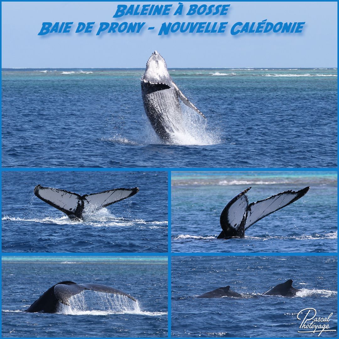 74201983_nouvelle_caledonie_-_baleine_a_bosse_01_-_layout_56_1080x1080.jpg
