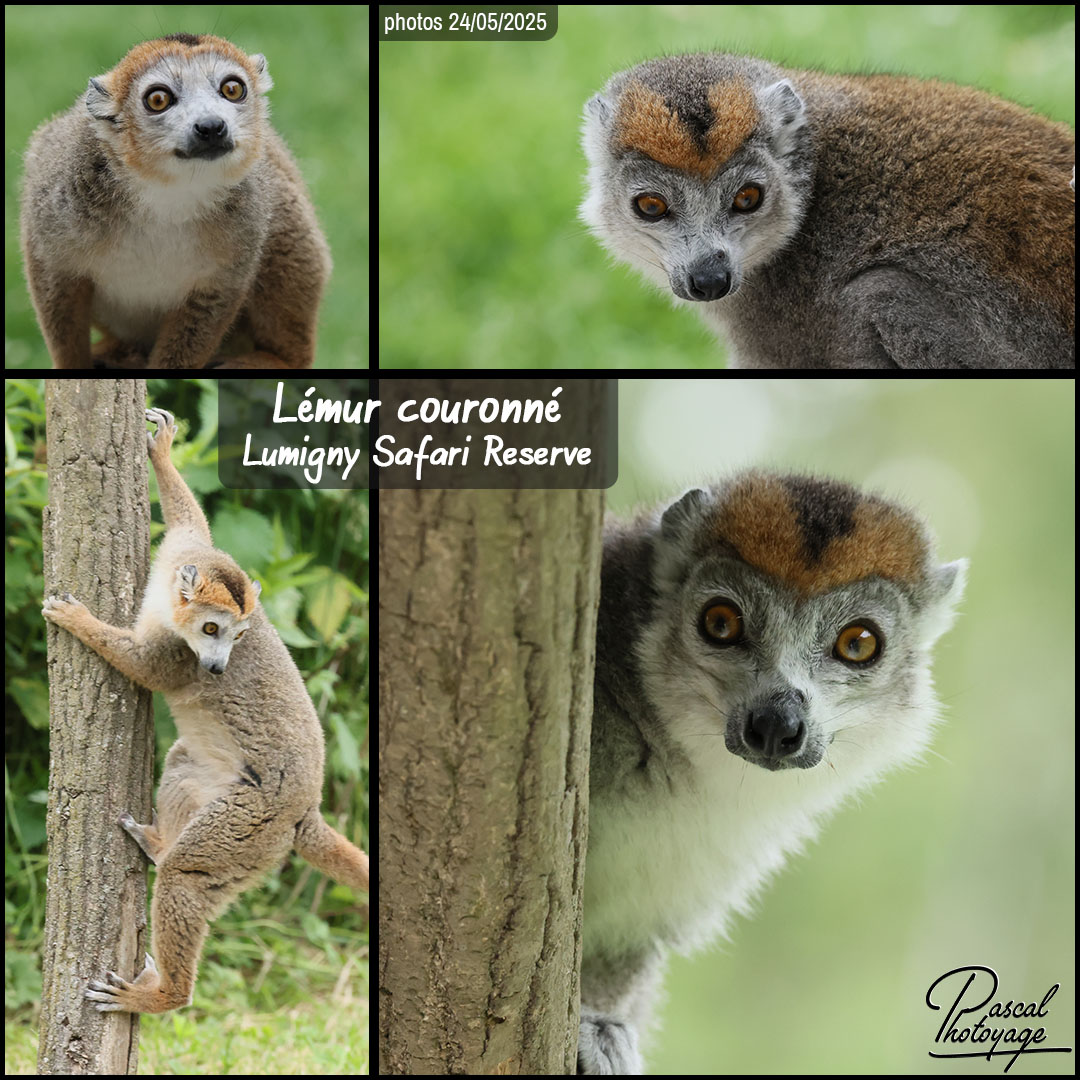 74612278_lemur_couronne_01_-_lumigny_safari_reserve_-_layout_05_1080x1080.jpg