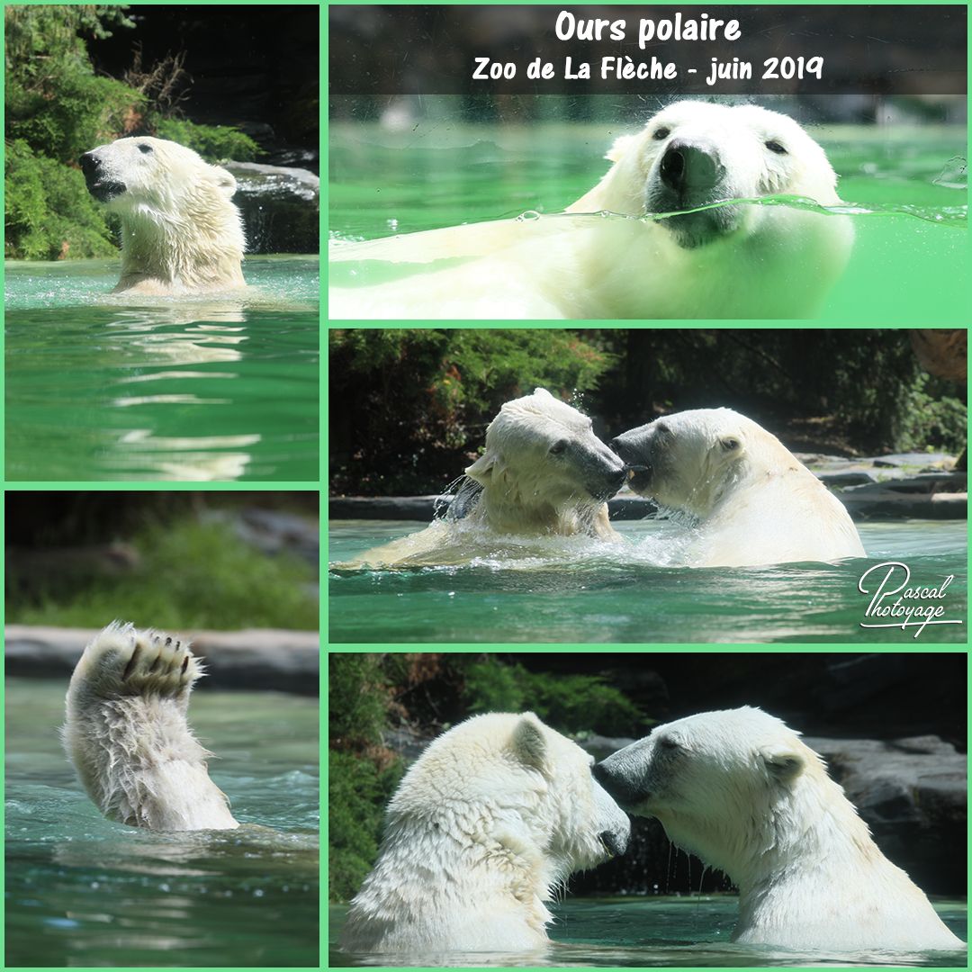 74615819_la_fleche_-_ours_polaire_01_-_layout_20_1080x1080.jpg