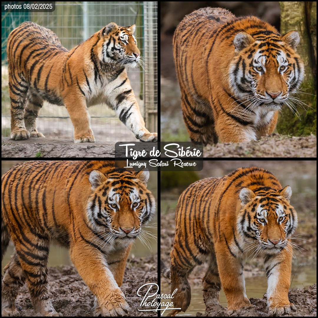 74695845_tigre_de_siberie_01_-_lumigny_safari_reserve_-_layout_57_1080x1080.jpg
