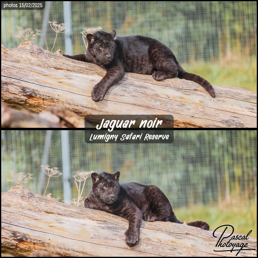 74866245_jaguar_noir_01_-_lumigny_safari_reserve_-_layout_52_1080x1080.jpg