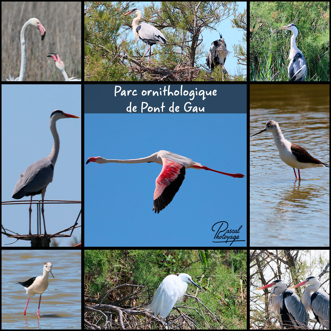 74919087_parc_ornithologique_de_pont_de_gau_02_-_layout_41_1080x1080.jpg