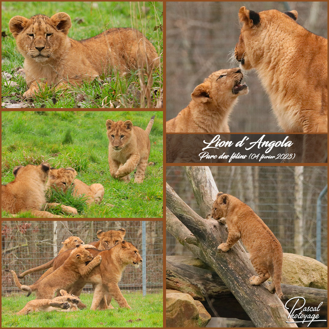 75893883_parc_des_felins_-_lion_d_angola_01_-_layout_17_1080x1080.jpg