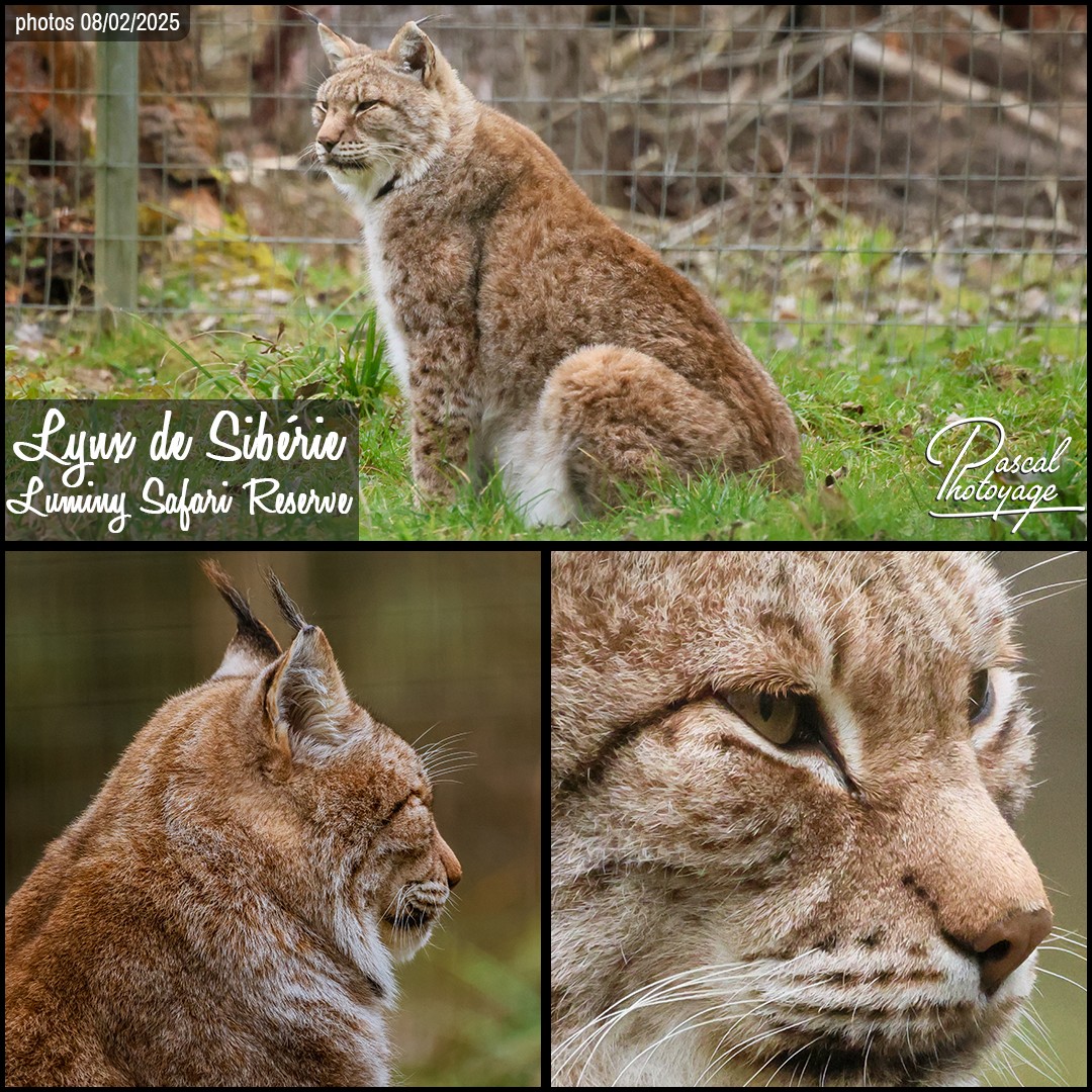 76283857_lynx_de_siberie_01_-_lumigny_safari_reserve_-_layout_58_1080x1080.jpg