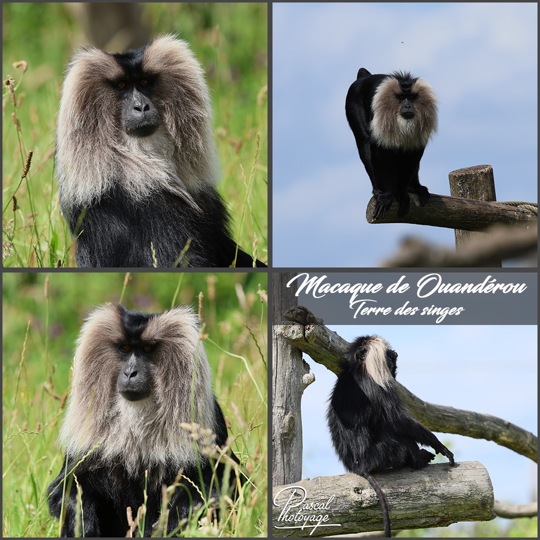 76460179_macaque_de_ouanderou_01_-_terre_des_singes_-_layout_57_1080x1080.jpg