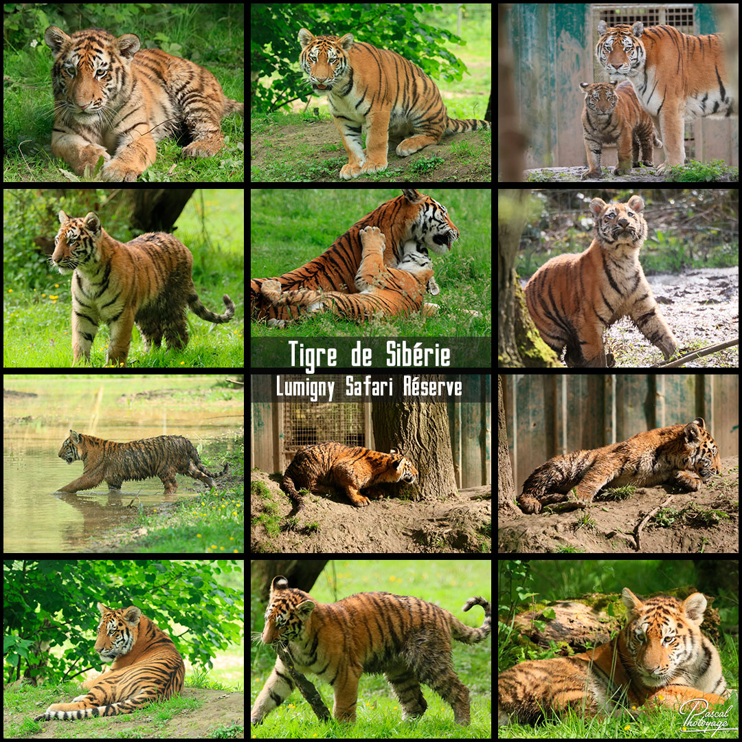 76693617_tigre_de_siberie_01_-_lumigny-safari-reserve_-_layout_63_1080x1080.jpg