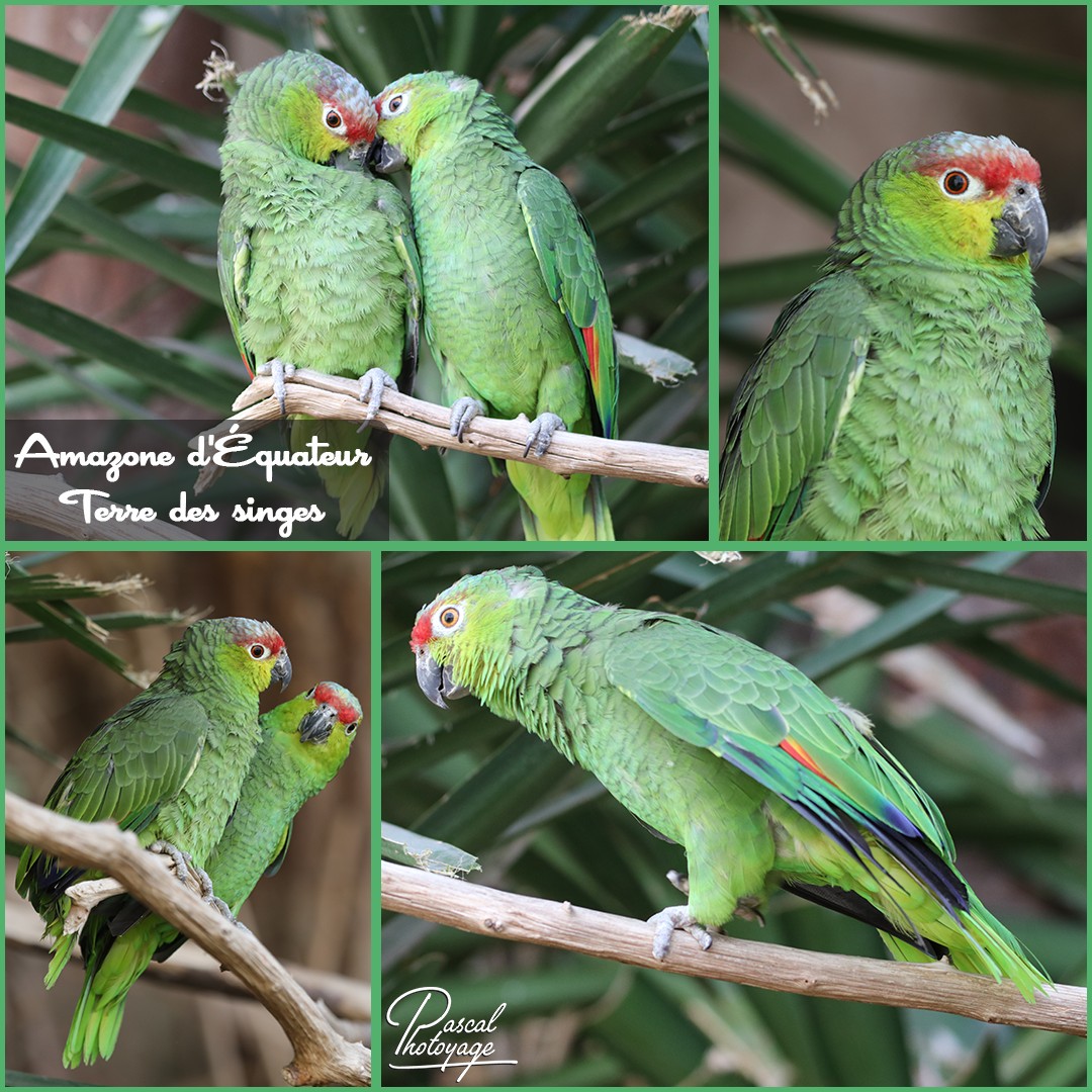 77137420_terre_des_singes_-_amazone_d_equateur_01_-_layout_08_1080x1080.jpg